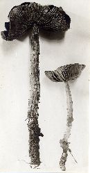 Caulorhiza hygrophoroides image