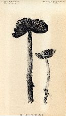 Caulorhiza hygrophoroides image