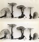 Collybia kauffmanii image