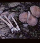 Gymnopus luxurians image