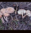 Gymnopus luxurians image