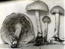 Rhodocollybia maculata image