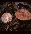 Collybia maculata var. occidentalis image