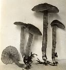 Rhodocybe nitellina image