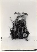 Lyophyllum palustre image