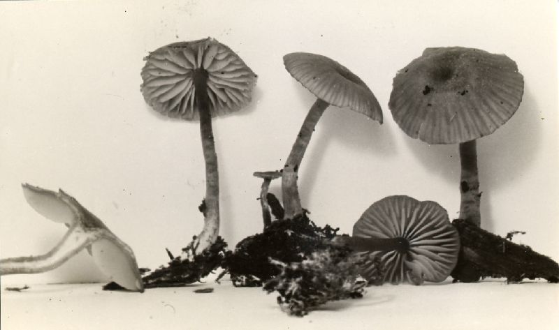 Collybia olivaceobrunnea image