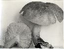 Megacollybia platyphylla image