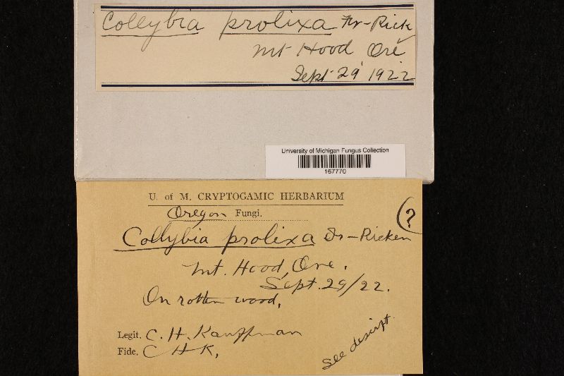 Collybia prolixa image
