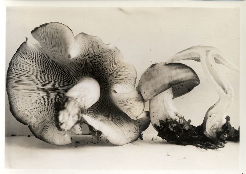 Collybia xylophila image