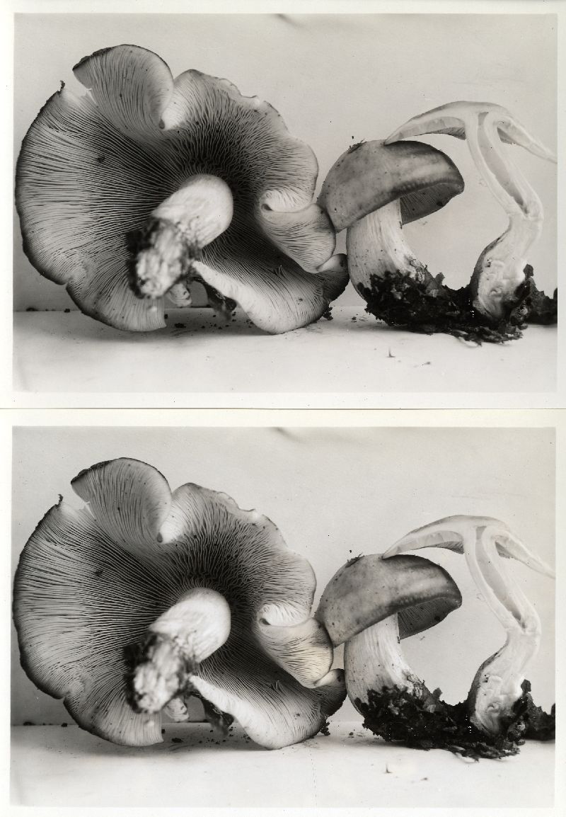 Collybia xylophila image