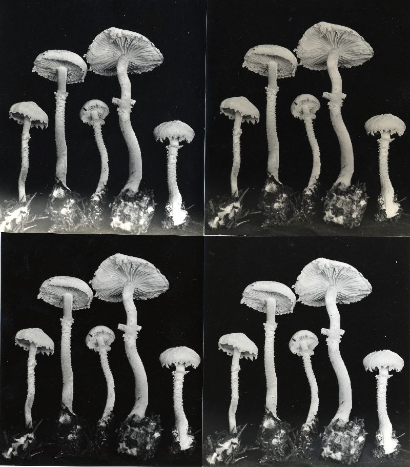 Cystoderma carcharias f. album image