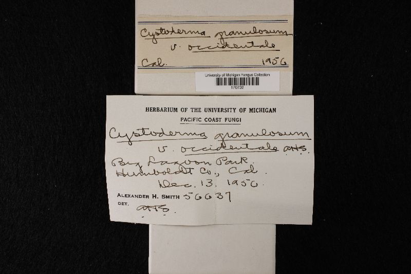 Cystoderma granulosum var. occidentale image
