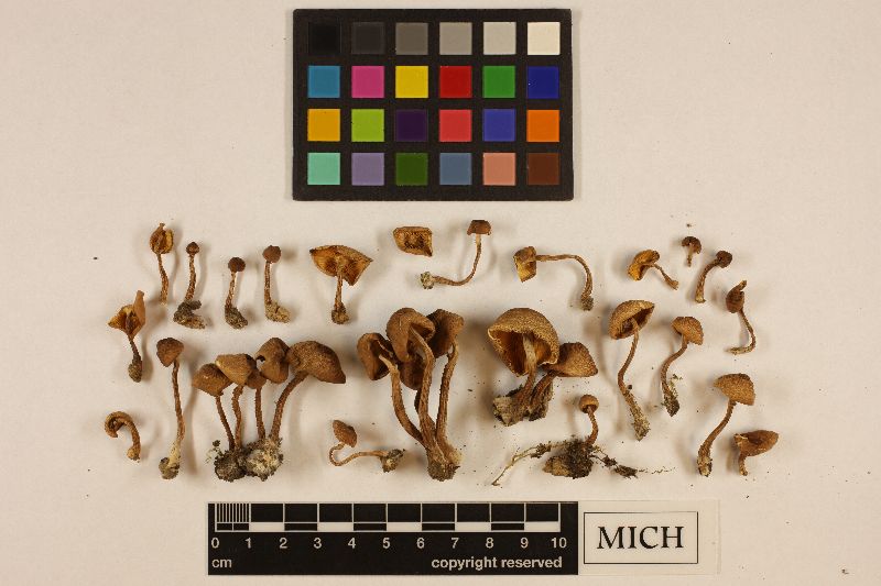 Cystoderma subvinaceum image