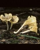 Chrysomphalina strombodes image