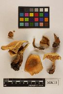 Hygrophoropsis aurantiaca image