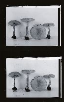 Hygrophoropsis aurantiaca image