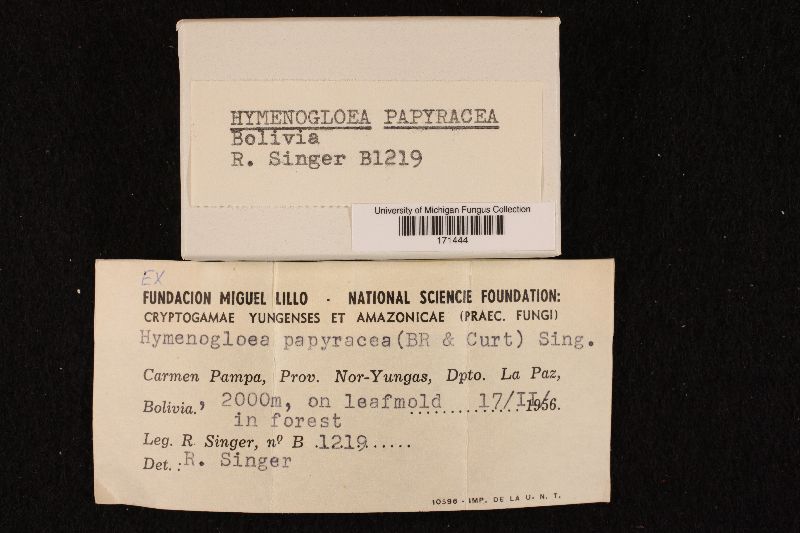 Hymenogloea papyracea image