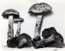 Laccaria ochropurpurea image