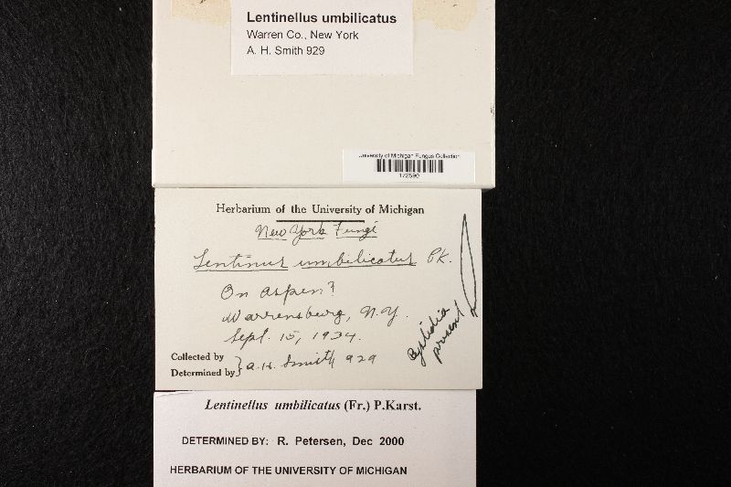 Lentinellus umbilicatus image