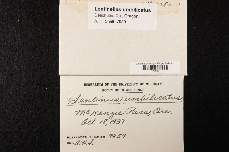 Lentinellus umbilicatus image