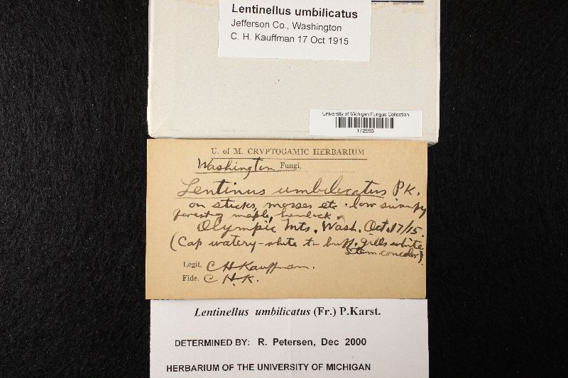 Lentinellus umbilicatus image