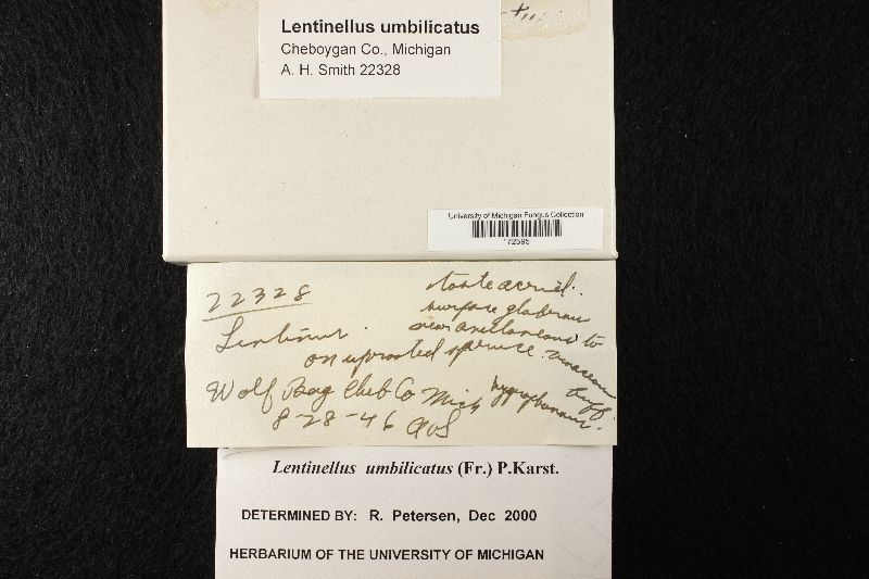 Lentinellus umbilicatus image