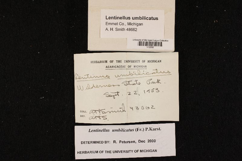Lentinellus umbilicatus image