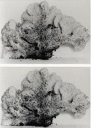 Lentinellus ursinus image