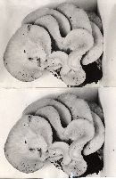 Lentinellus vulpinus image