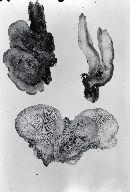Lentinellus vulpinus image