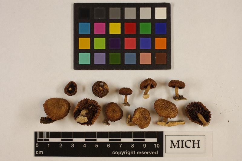 Lentinus aturensis image