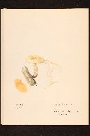 Neolentinus lepideus image