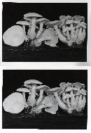Lepista subconnexa image