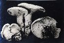 Leucopaxillus albissimus var. monticola image