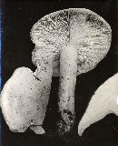 Leucopaxillus paradoxus image