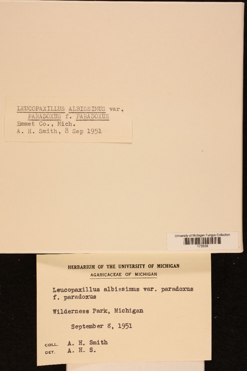 Leucopaxillus paradoxus image