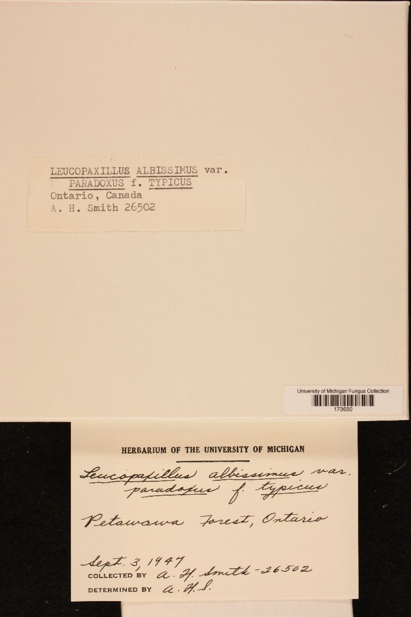 Leucopaxillus paradoxus image