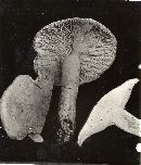 Leucopaxillus paradoxus image