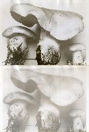 Leucopaxillus paradoxus image