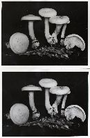 Leucopaxillus albissimus image