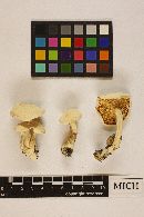 Leucopaxillus albissimus image