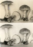 Leucopaxillus amarus f. roseibrunneus image