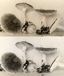 Leucopaxillus amarus f. roseibrunneus image