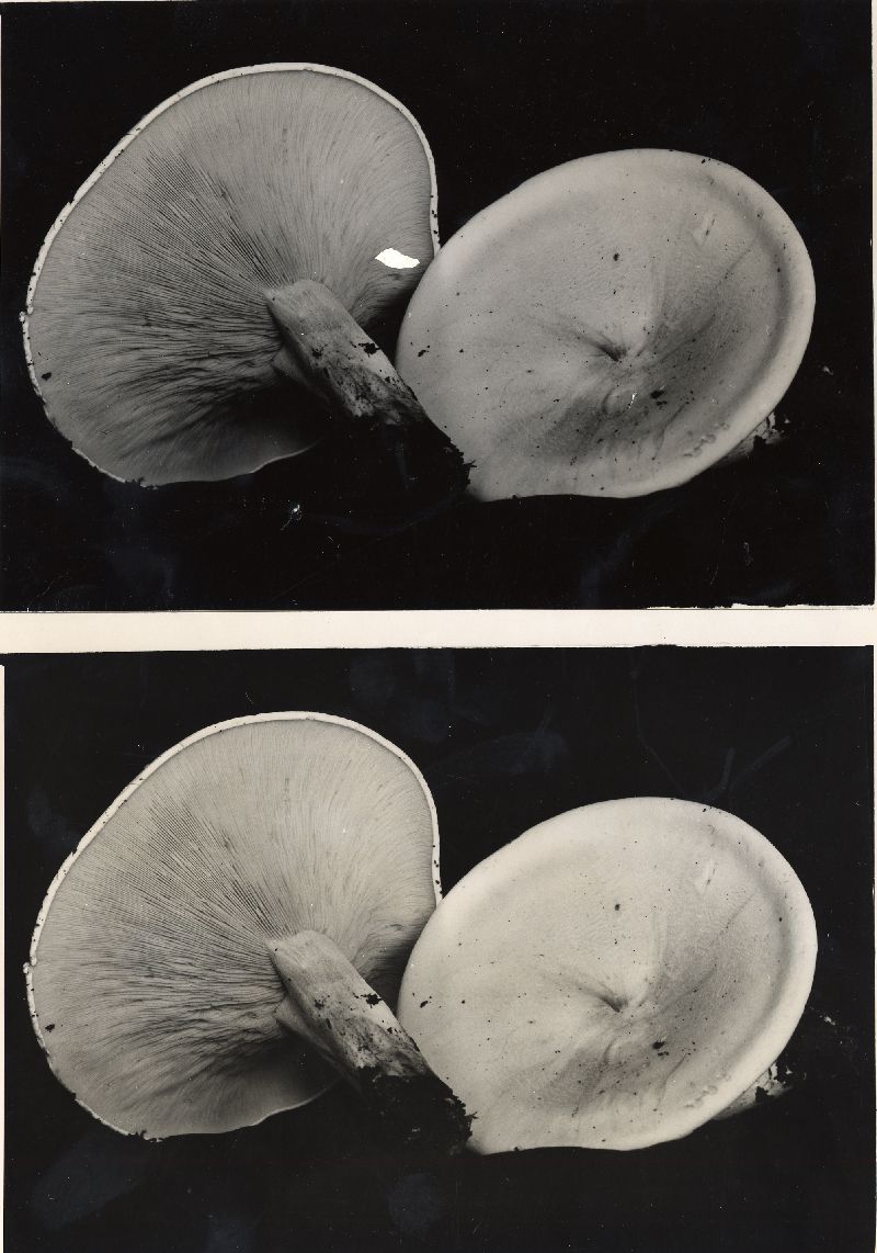 Clitocybe candida image