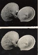 Clitocybe candida image