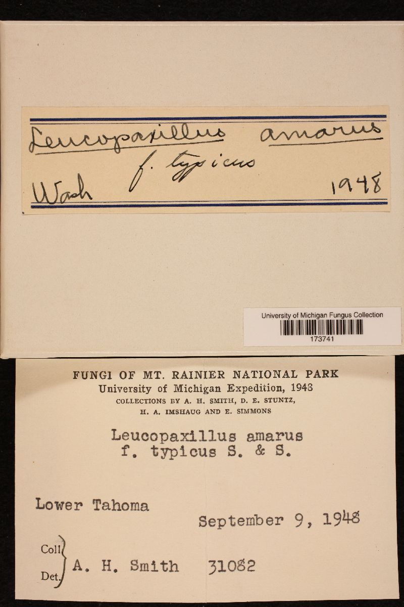 Leucopaxillus amarus f. typicus image