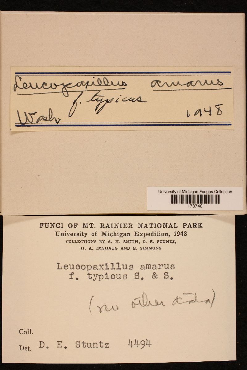 Leucopaxillus amarus f. typicus image