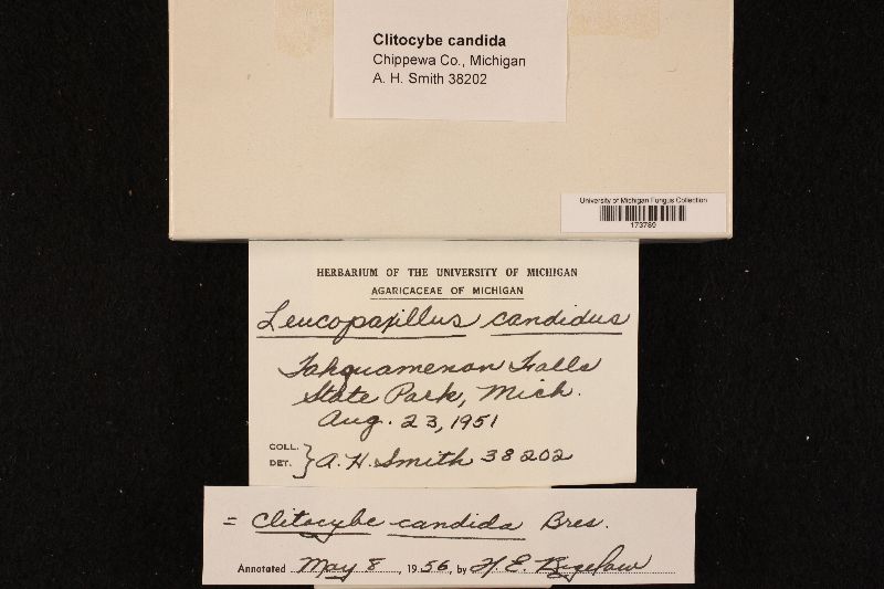 Clitocybe candida image