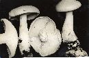 Leucopaxillus laterarius image