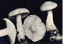 Leucopaxillus laterarius image